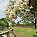 Open area (terrace) 1