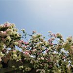 Open area (terrace) 4